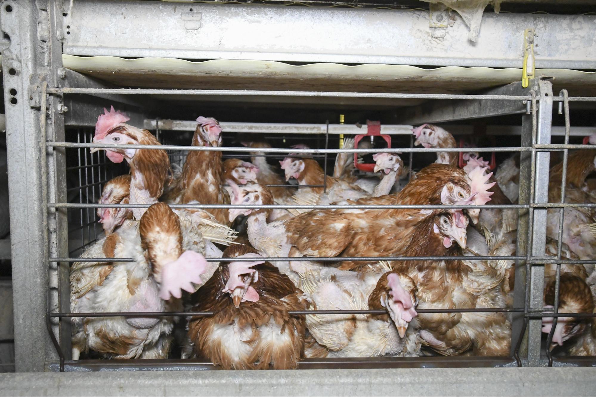 Chickens in a small cage