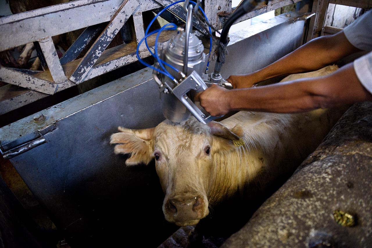 cow looking towards camera while human places machinery above skull