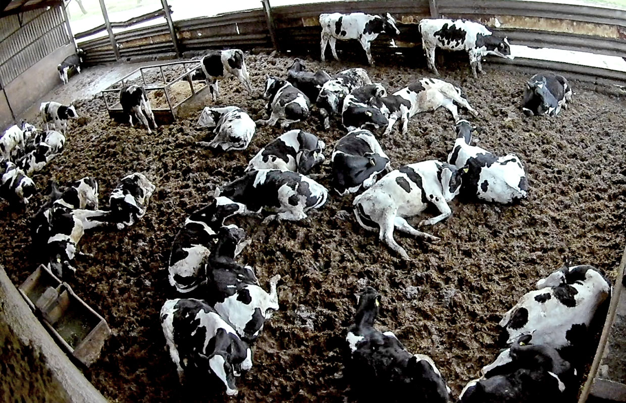 Many cows lying or standing in a muddy enclosed indoor pen
