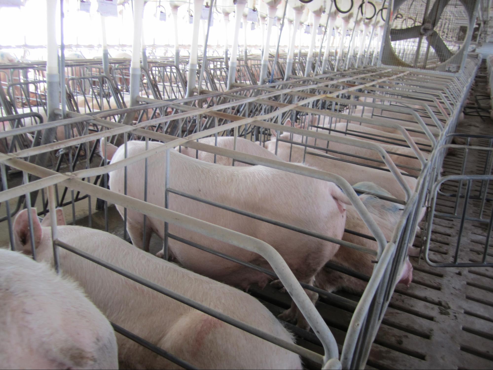 pregnant sows standing in small pens