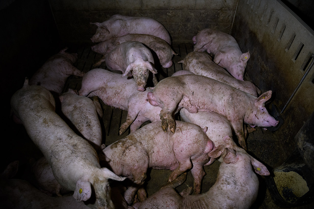 dirty piglets lying on top of each other in a small pen