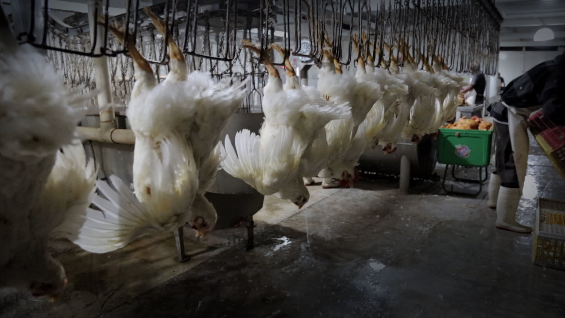chickens hanging by leg shackles