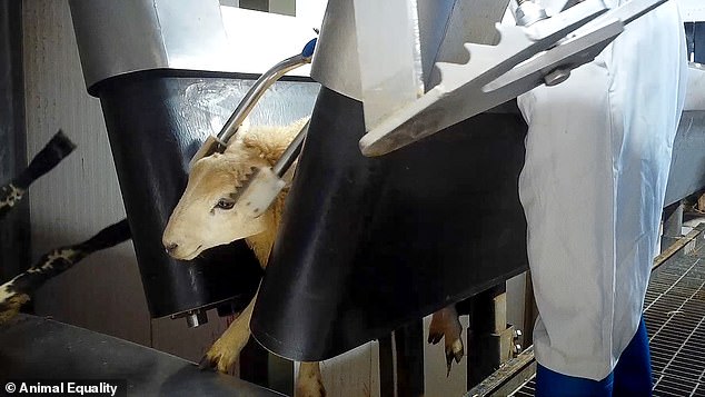 sheep wedged into stunning restraint with electrical stunning tongs around head