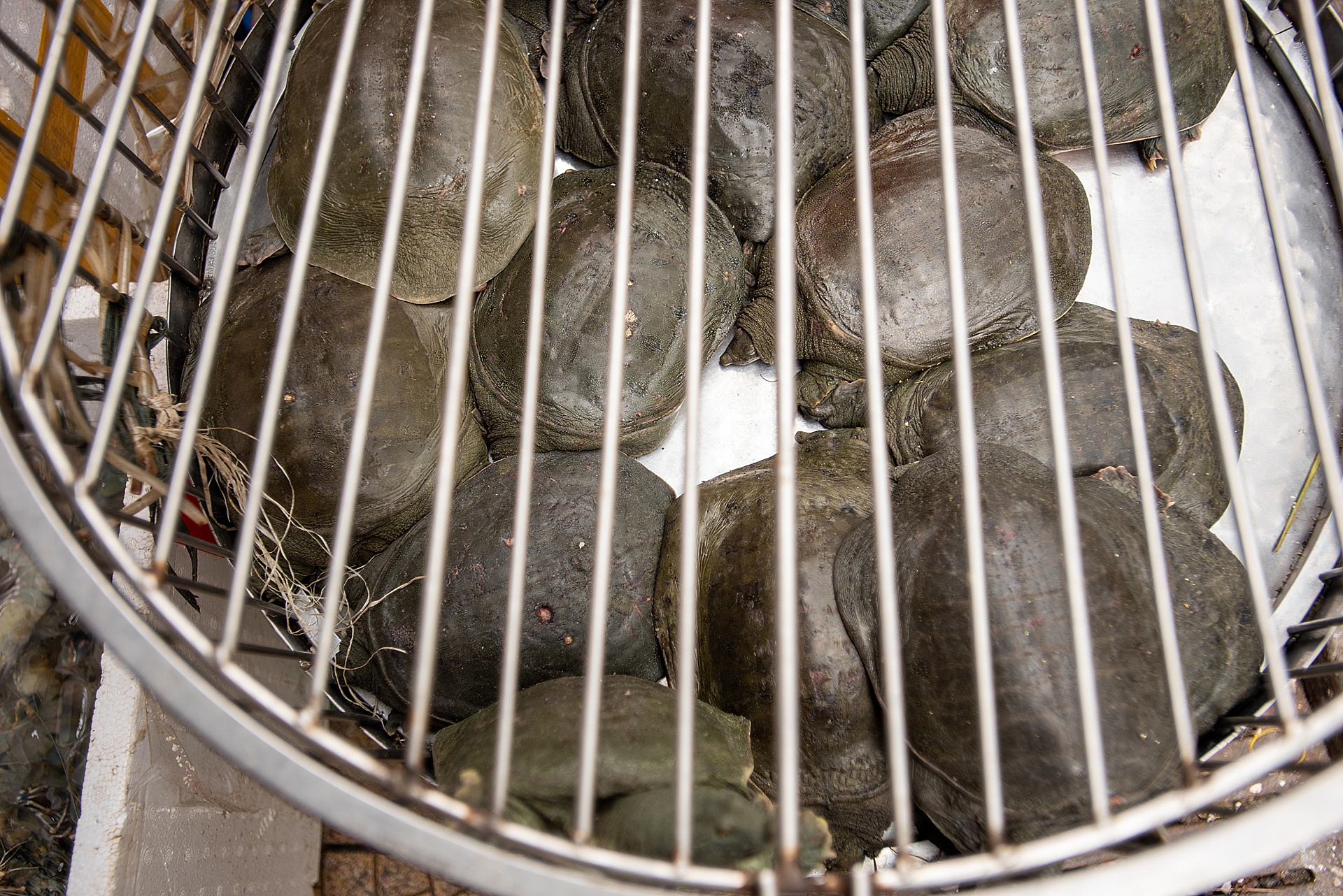 Tens of turtles, some on top of each other, in a cage
