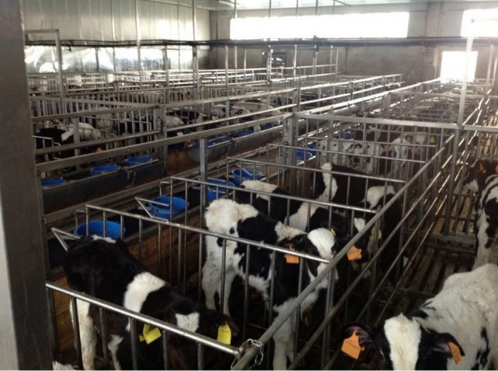 baby cows standing separated in small pens