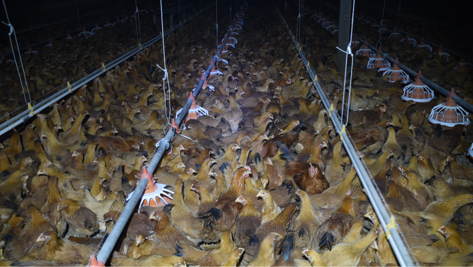 Many chickens packed into a small, dark area