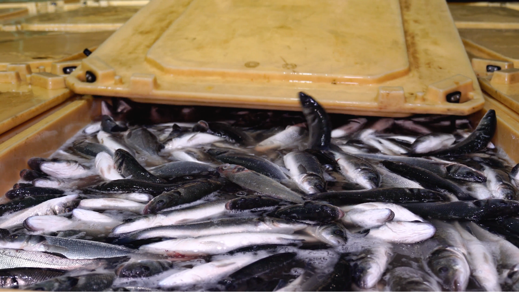 sea bass packed into a container and some struggling to escape as lid is placed over top 