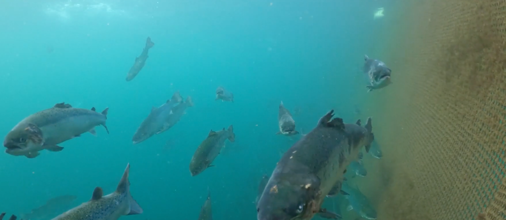 salmon swimming near cage wall