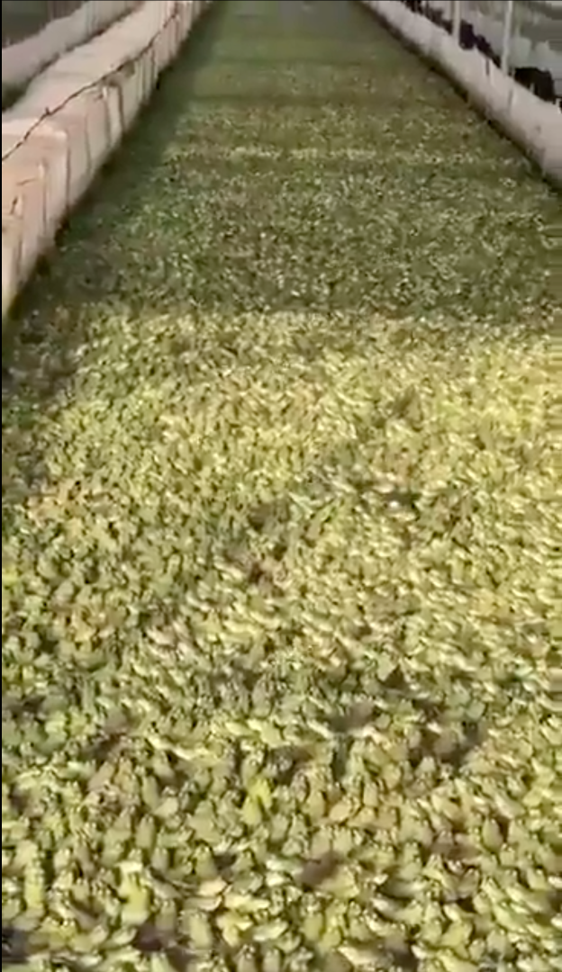 Thousands of frogs piled on top of each other in a large enclosure