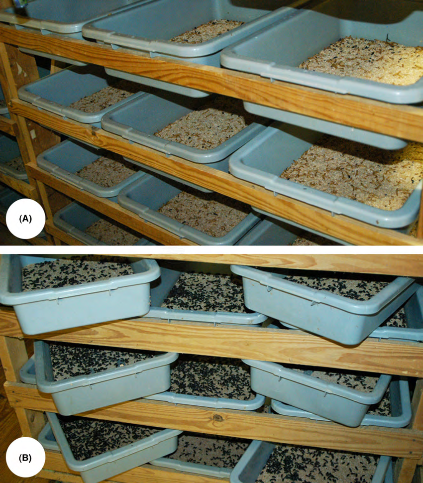 Trays full of adult and larvae mealworms on shelves