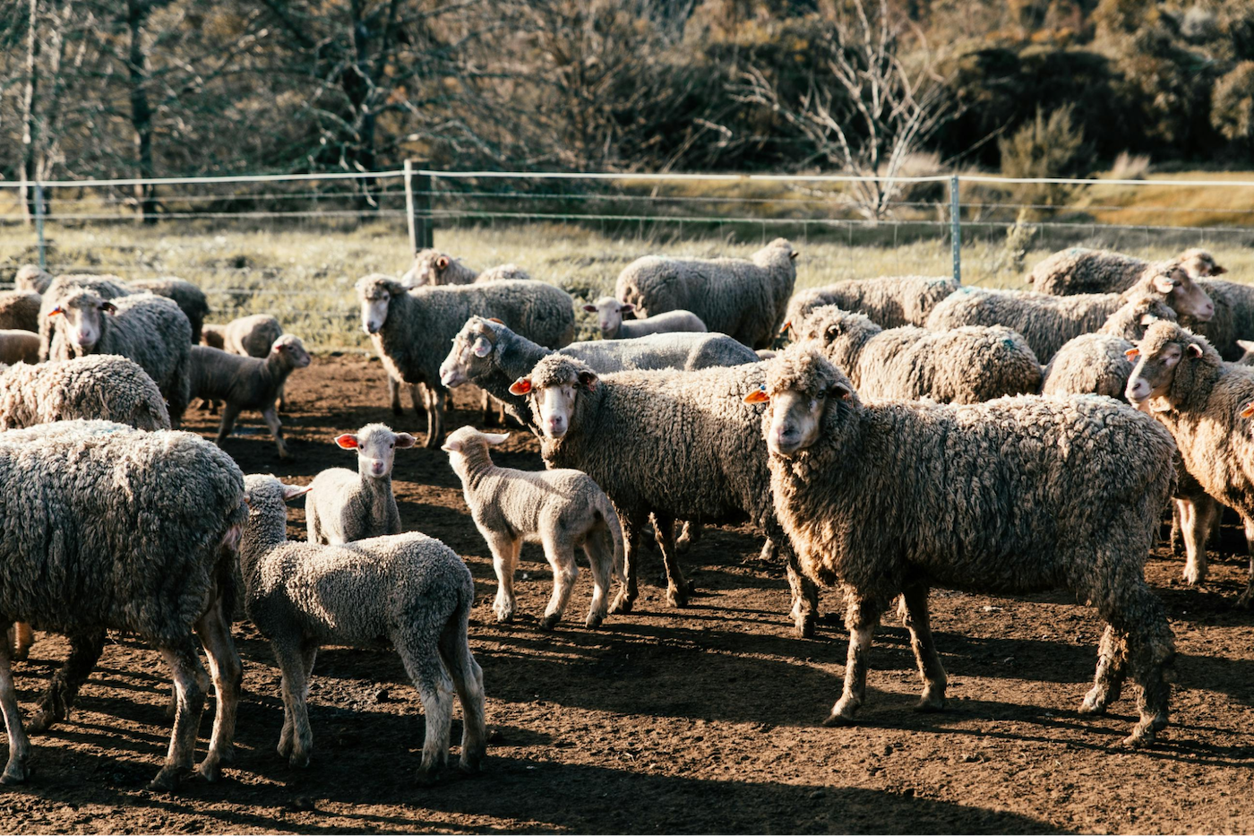 Ewes and lambs in an outdoor enclosure