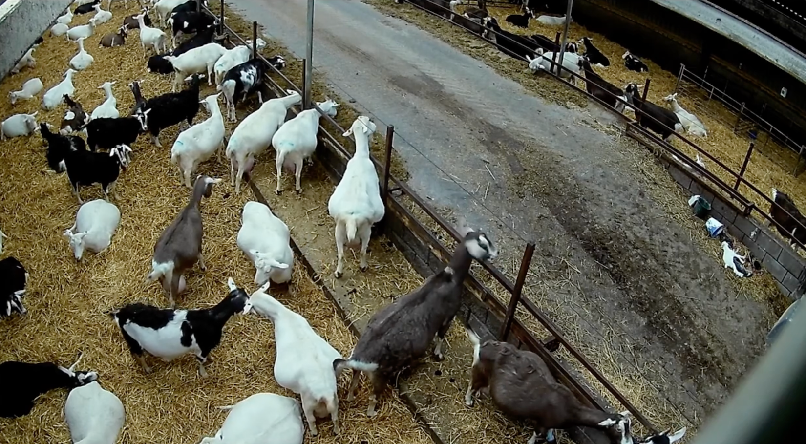 Goats in outdoor enclosures
