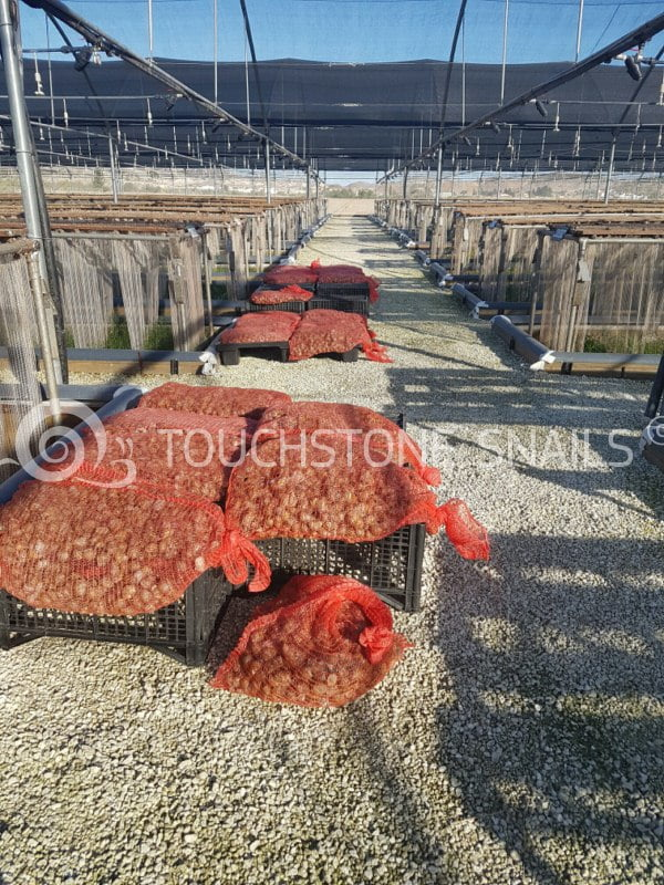 Net sacks full of snails overflowing crates